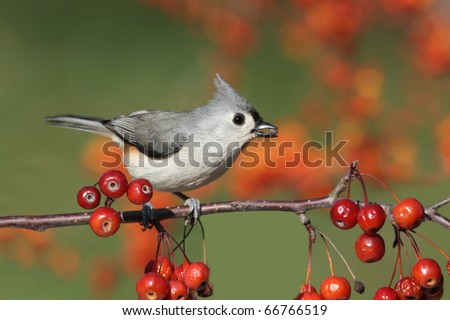Tufted Titmouse (baeolophus bicolor) on a wild cherry perch with a colorful background