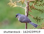 Tufted Titmouse (Baeolophus Bicolor) Perched on a Tree in Autumn