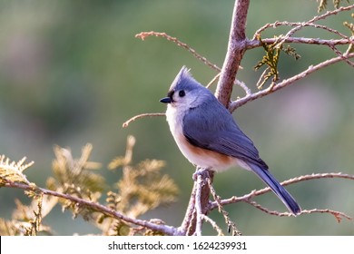 Tufted Titmouse (Baeolophus Bicolor) Perched on a Tree in Winter