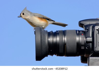Tufted Titmouse (Baeolophus bicolor) perched on a camera