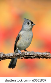 Tufted Titmouse (Baeolophus bicolor) perched with a fall colors