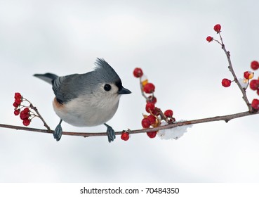 Tufted Titmouse (Baeolophus bicolor) perched on a branch with berries.