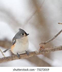 Tufted titmouse, Baeolophus bicolor, perched on a tree branch with snow falling