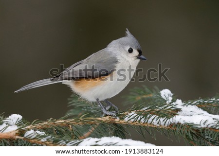 Tufted Titmouse (Baeolophus bicolor) perched on a spruce branch in winter - Grand Bend, Ontario, Canada