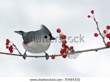 Tufted Titmouse (Baeolophus bicolor) perched on a branch with berries.
