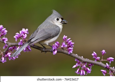 Tufted Titmouse (Baeolophus bicolor) perching on a Redbud tree with a Sunflower seed.