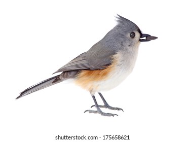 Tufted titmouse, Baeolophus bicolor, with a seed in its beak isolated on white