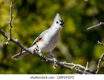 Tufted Titmouse -Baeolophus bicolor - Singing while perched on branch. Green Bokeh background