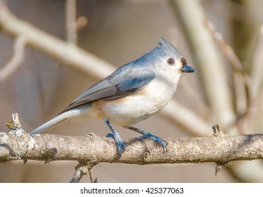 Tufted Titmouse (Baeolophus bicolor) Song Bird Perched on a Tree Branch in Southern Wisconsin