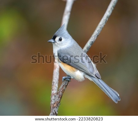 tufted titmouse bird standing on tree branch in autumn              