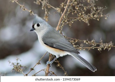 Tufted Titmouse, Brown County Indiana