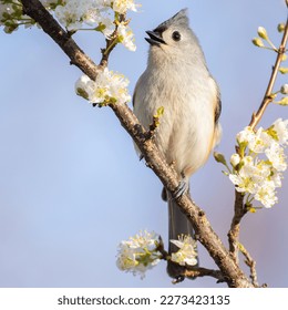 A Tufted Titmouse Calling from a Plum Tree