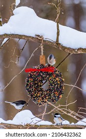 Tufted Titmouse, Chickadee And Junco Birds Perched On Snowy Branch With Bird Seed Wreath