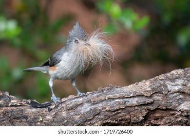 A tufted titmouse collects fur to line its nest