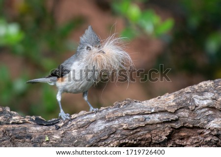 A tufted titmouse collects fur to line its nest