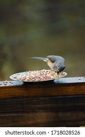 Tufted Titmouse Eating Bird Seed 