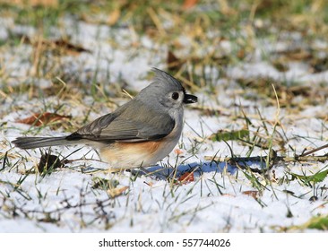 Tufted Titmouse Feeding in the Snow