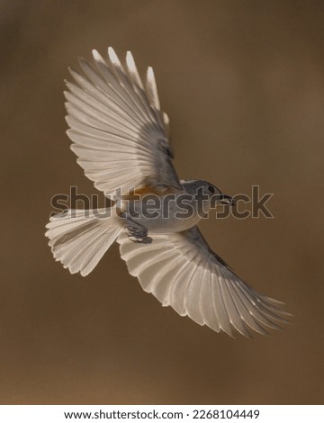 Tufted titmouse in flight with a backlit sun