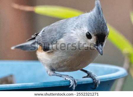 A Tufted Titmouse on the backyard deck