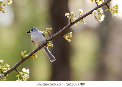 Tufted Titmouse on budded pear branch