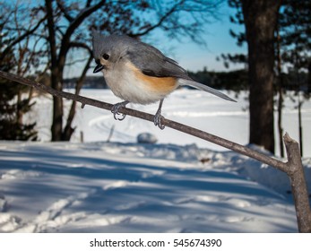 Tufted Titmouse (Parus bicolor) perched on branch in winter by frozen lake