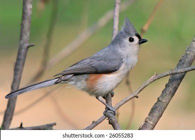 Tufted Titmouse, Parus bicolor, Posing In Profile With Crest Extended