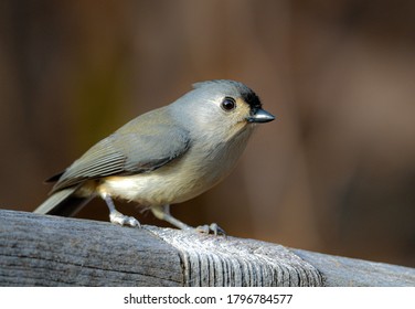 Tufted Titmouse Perched On Bench