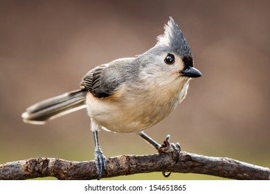 Tufted titmouse perched on a branch against a light brown background