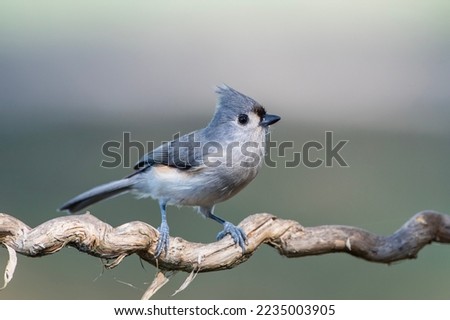 Tufted Titmouse Perched on Twisted Vine in Louisiana Fall Setting