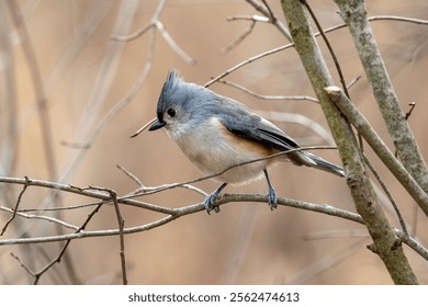 Tufted titmouse perched in a tree