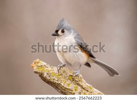 Tufted titmouse perched in winter.