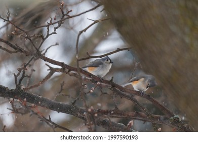 A Tufted Titmouse Perches In A Tree During A Snowstorm In Linden, Michigan.