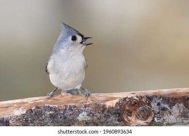 Tufted Titmouse Resting on a Handy Branch