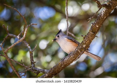 Tufted Titmouse Resting In A Texas Live Oak Tree