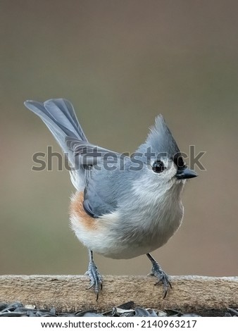 A Tufted Titmouse searches for breakfast.