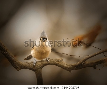 Tufted Titmouse. A small bird is standing on the tree brach in the cloudy winter afternoon, looking forward. 
