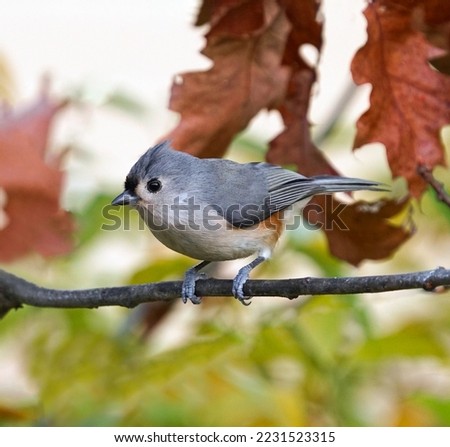 tufted titmouse standing on tree branch in autumn                