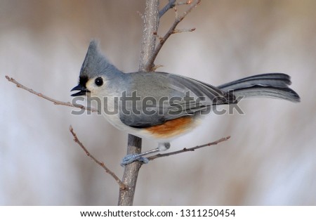 Tufted Titmouse In Winter