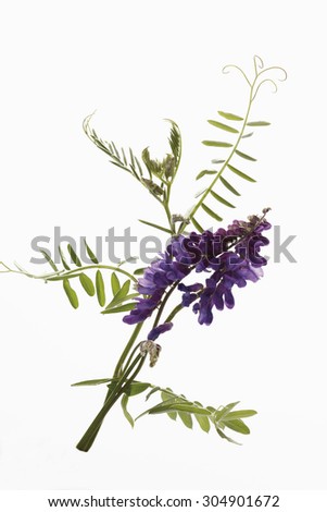 Similar – Wild flower pattern on white background