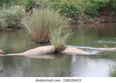 Tufts Of Grass In The Sabie River