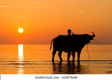 Tug Buffalo On The Beach In Ko Samui Thailand.