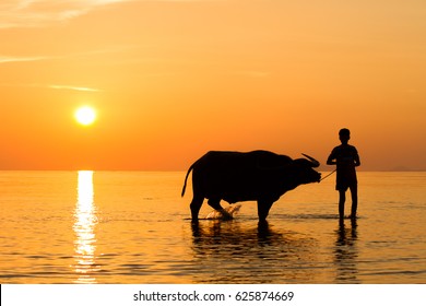 Tug Buffalo On The Beach In Ko Samui Thailand.