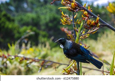 Tui Bird