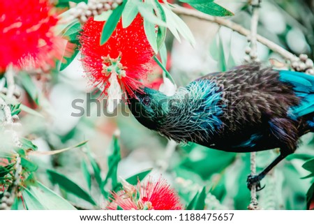 tui bird feed on christmas tree