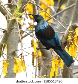 1,310 Tui Bird Images, Stock Photos & Vectors | Shutterstock