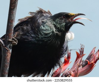 A Tui bird in New Zealand fighting off another male Tui. - Shutterstock ID 2253829555