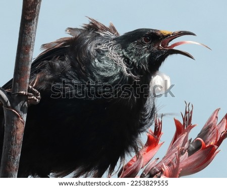 A Tui bird in New Zealand fighting off another male Tui.