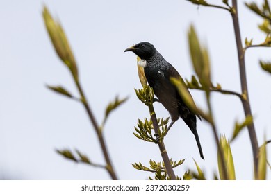 Tui bird silhouette perched on top of a branch - Powered by Shutterstock