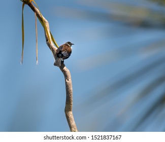 Tui bird sitting on cabbage tree on Tiritiri Matangi Island 