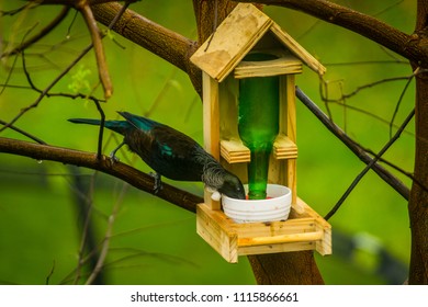 Tui Drinks Out Of Feeder